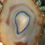 Golden Concentric Bands Agate Slice