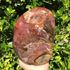 Polished Petrified Wood Nodule