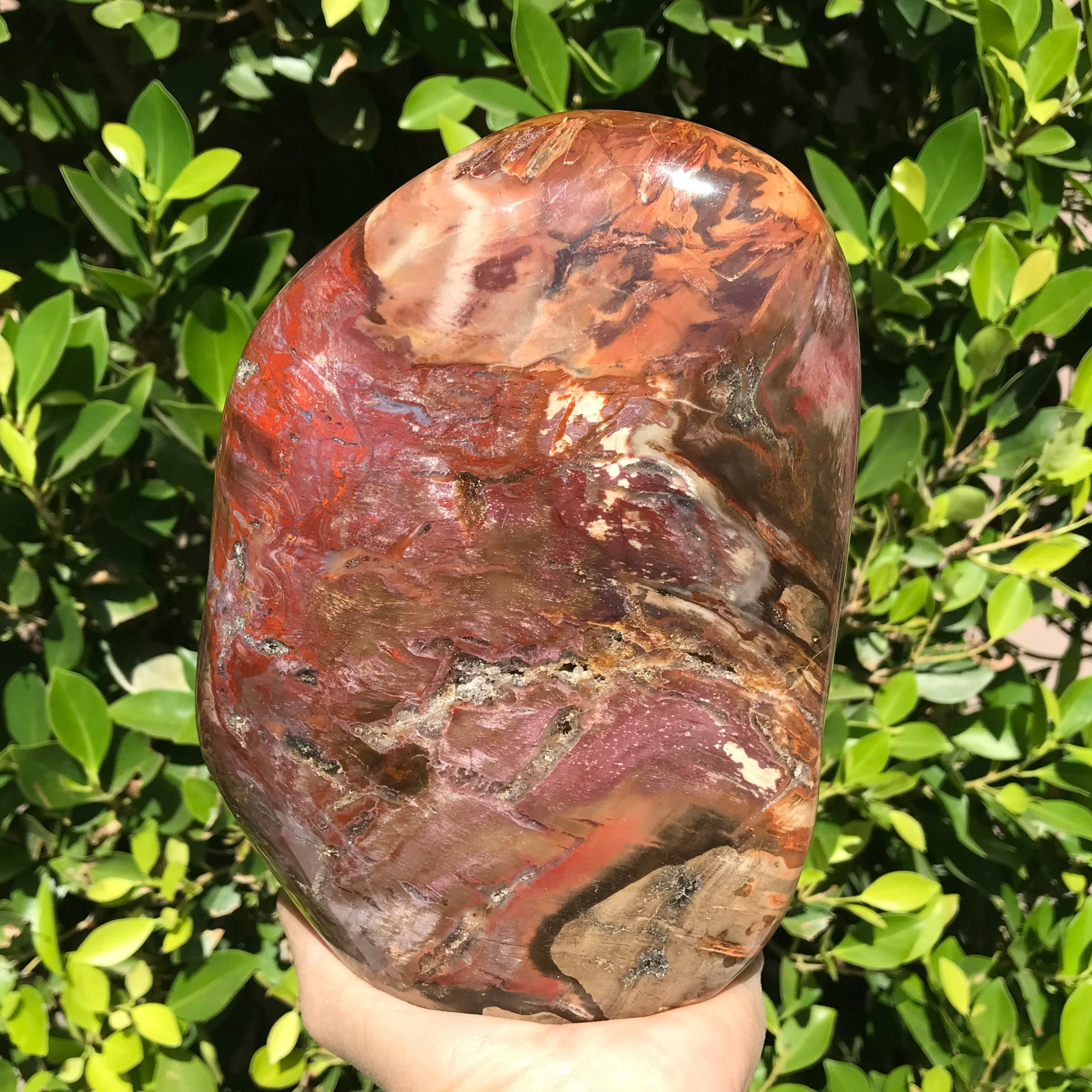 Polished Petrified Wood Nodule