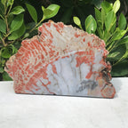 Bark Edged Petrified Wood