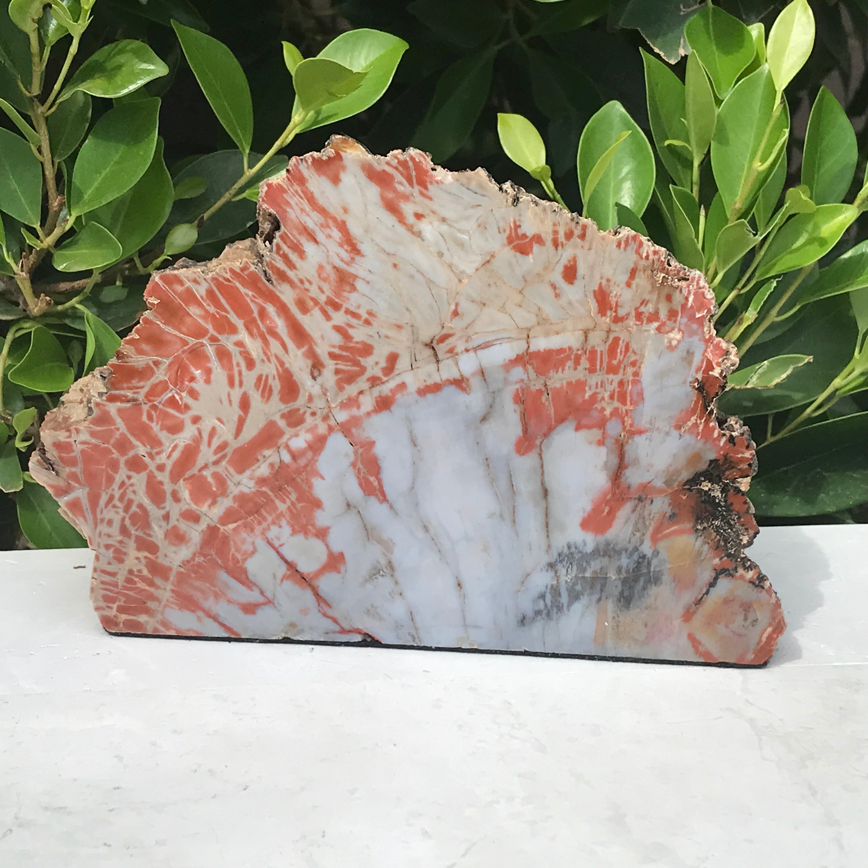 Bark Edged Petrified Wood