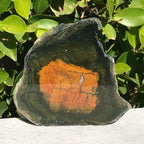 Petrified Boron Wood