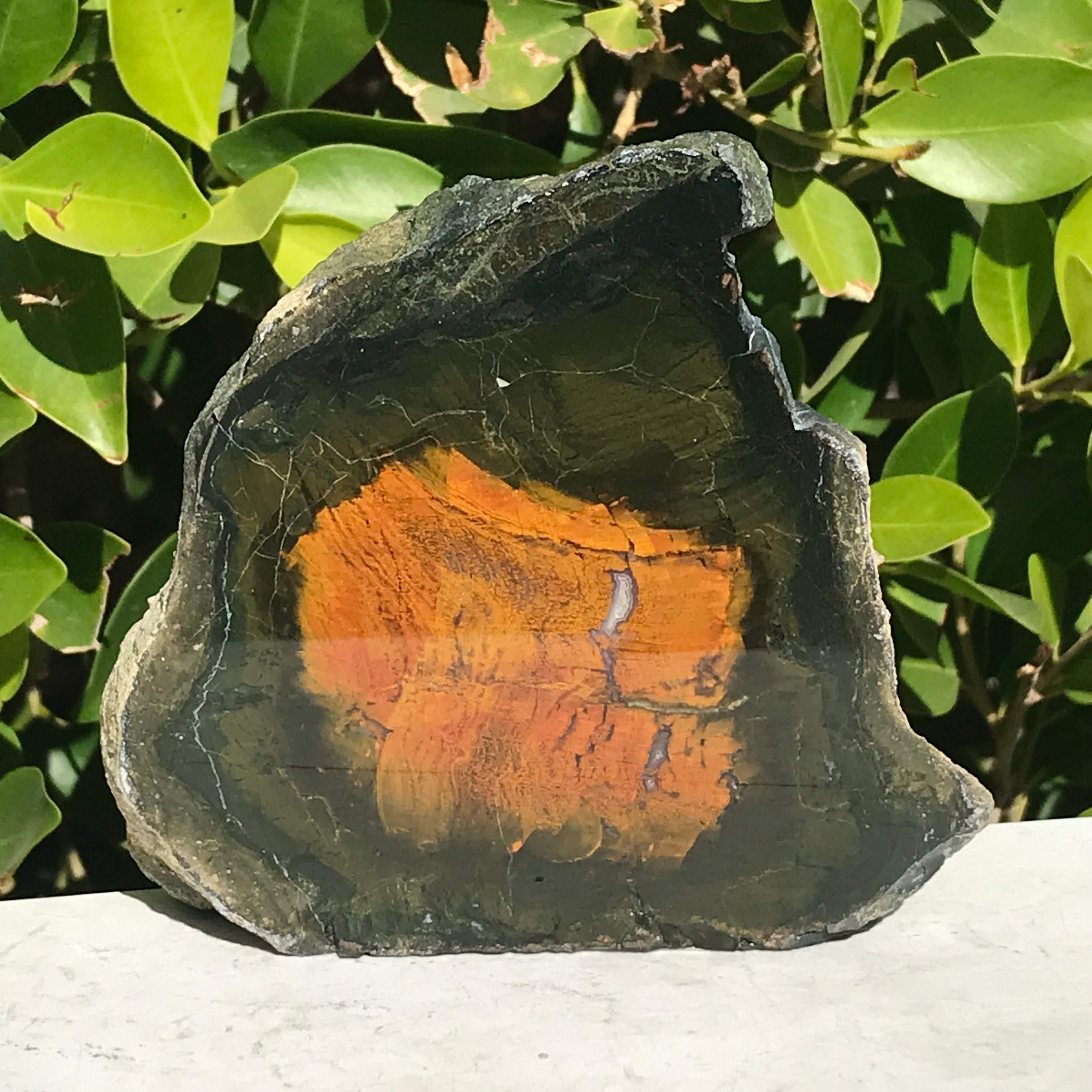 Petrified Boron Wood