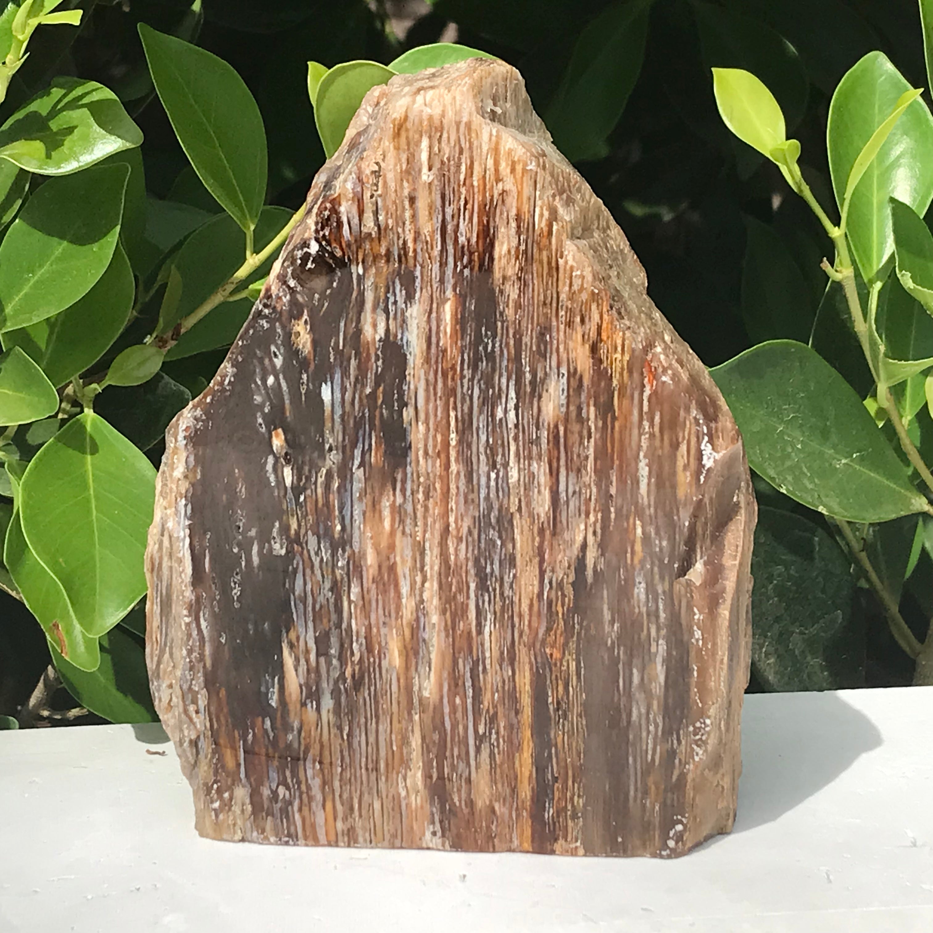 Elko Striated Petrified Wood