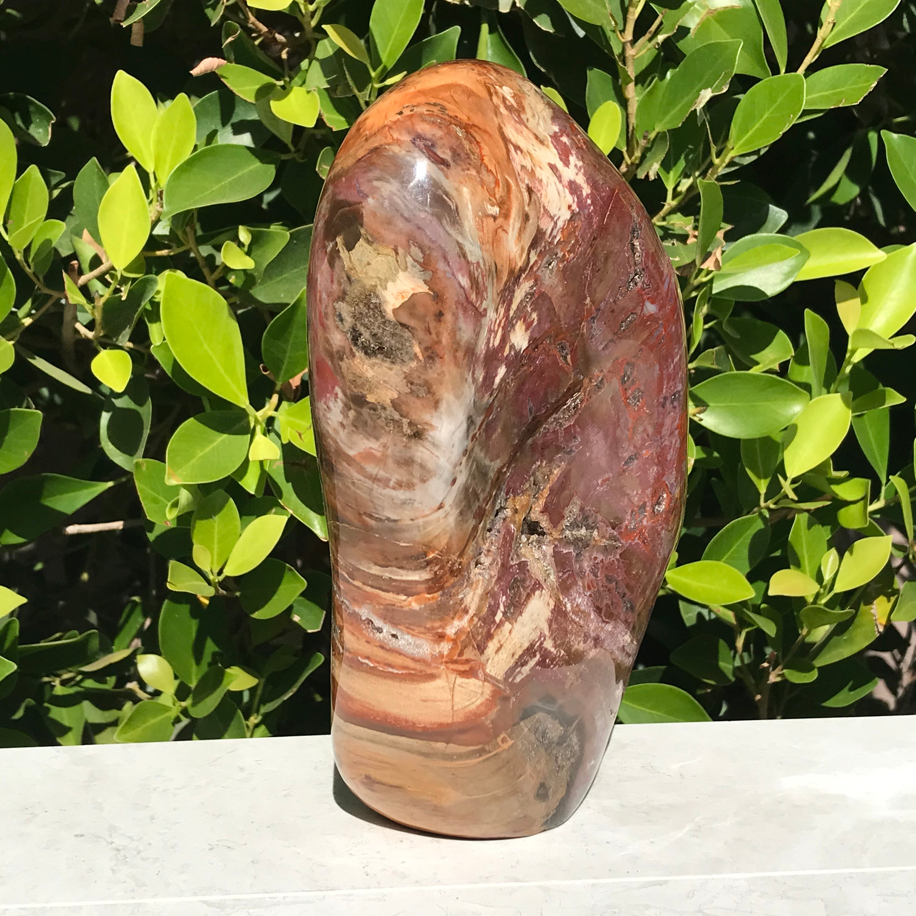 Polished Petrified Wood Nodule