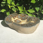 Patterned Septarian Bowl