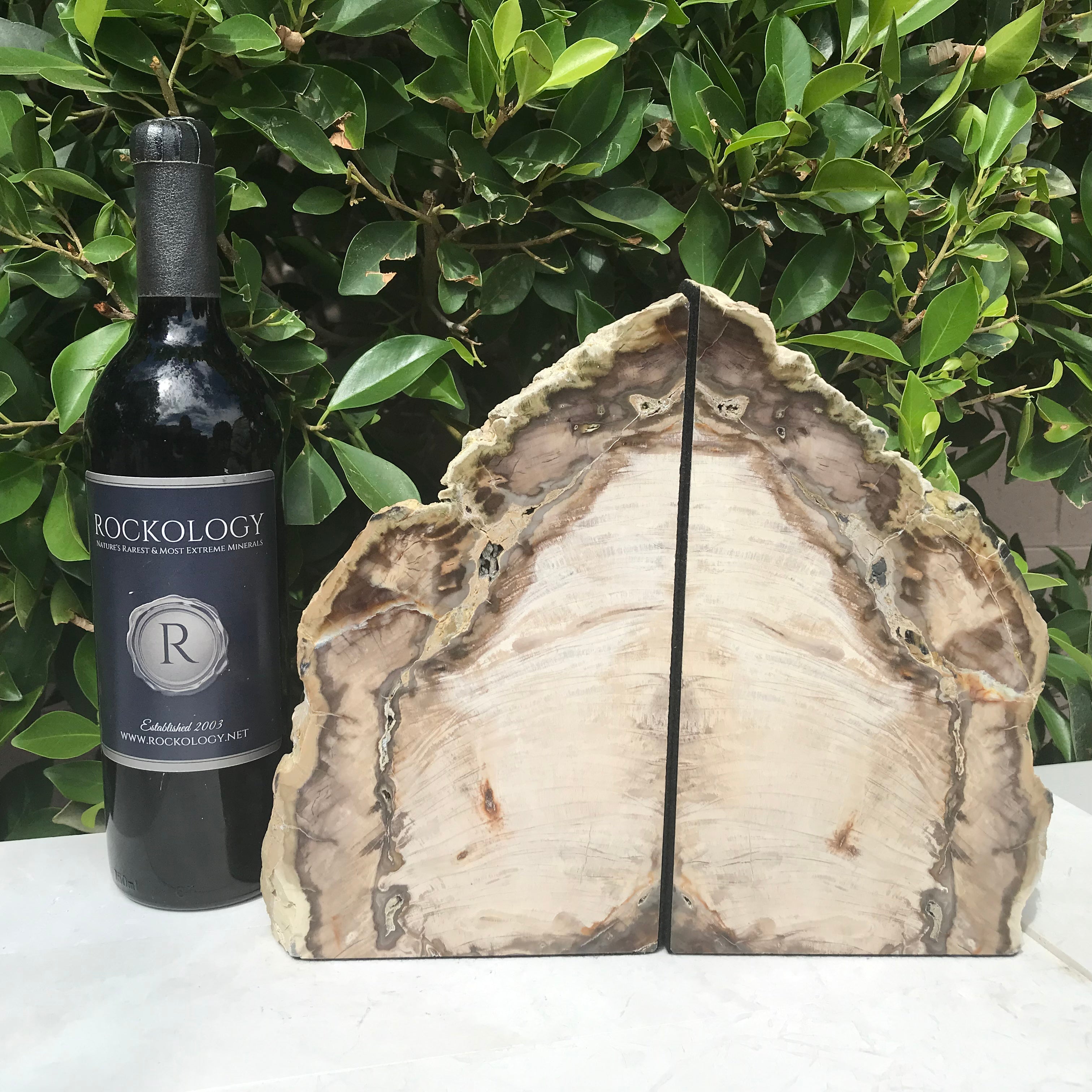 Petrified Cypress Wood Bookends