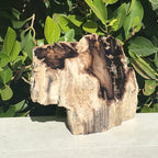 Hubbard Petrified Wood Slab