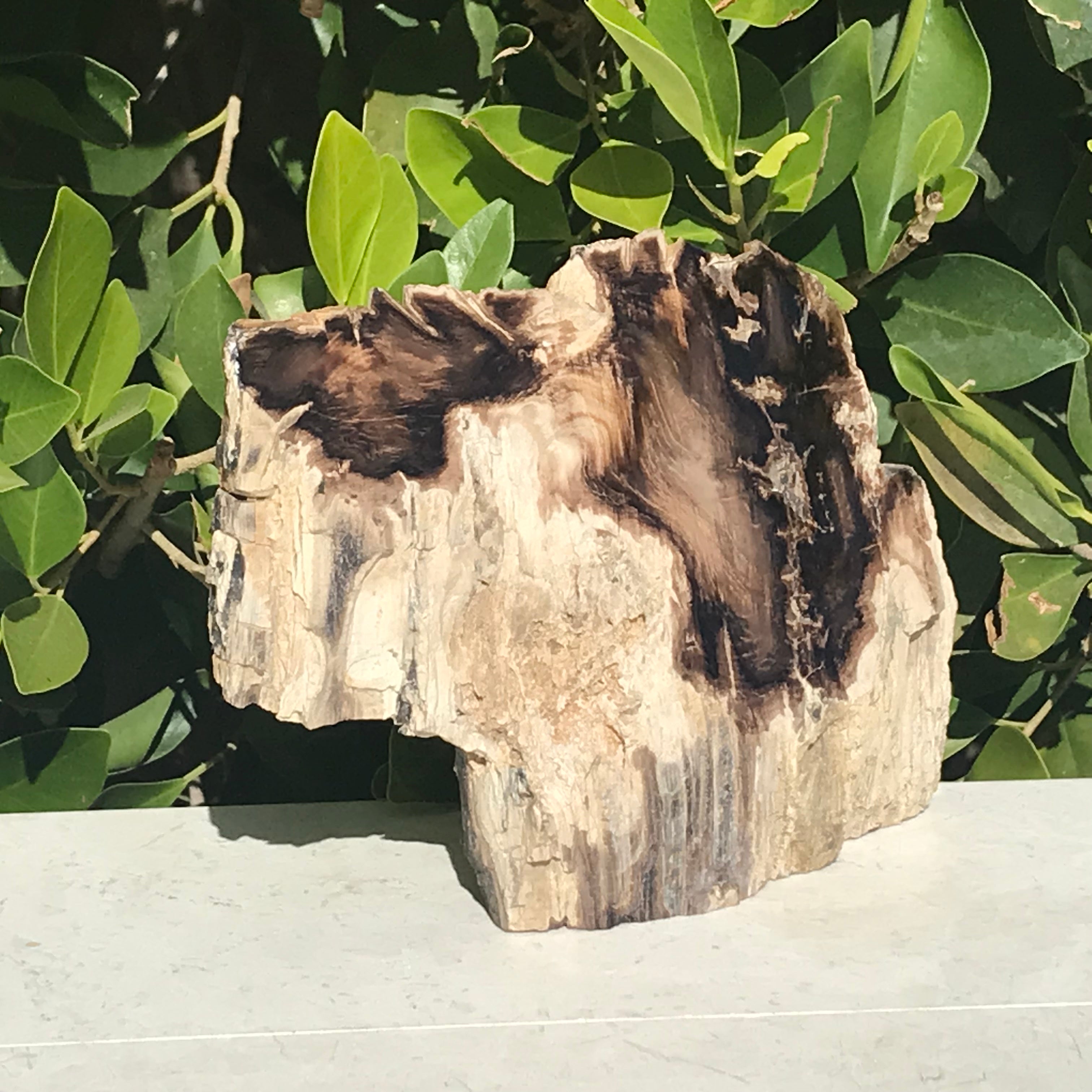 Hubbard Petrified Wood Slab