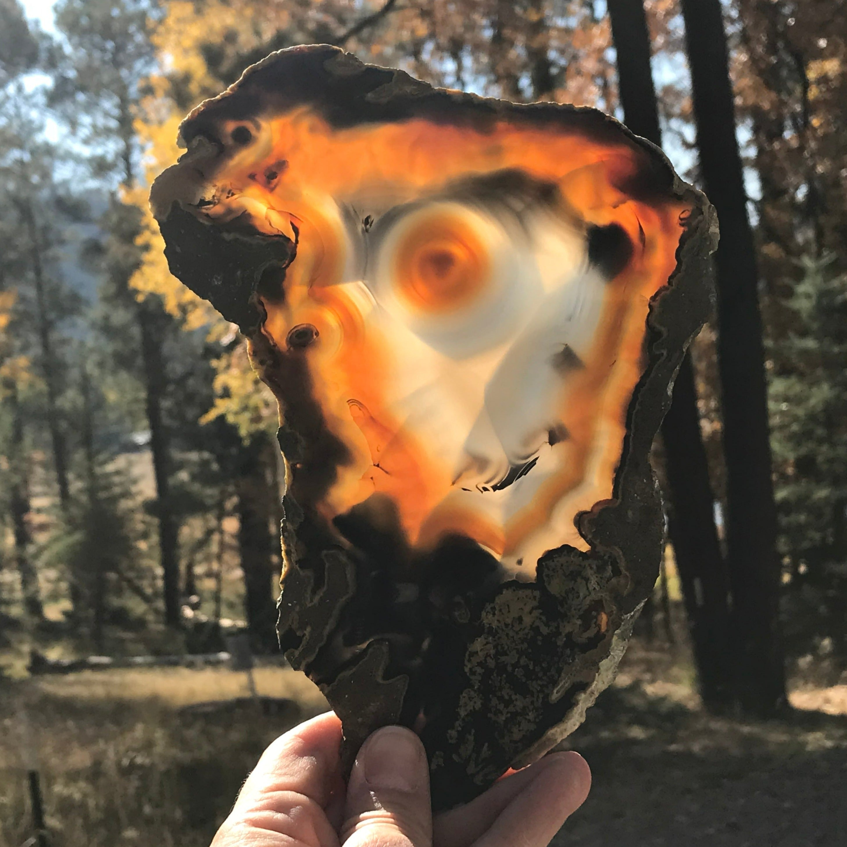 Orange Eyed Brazilian Agate Slice
