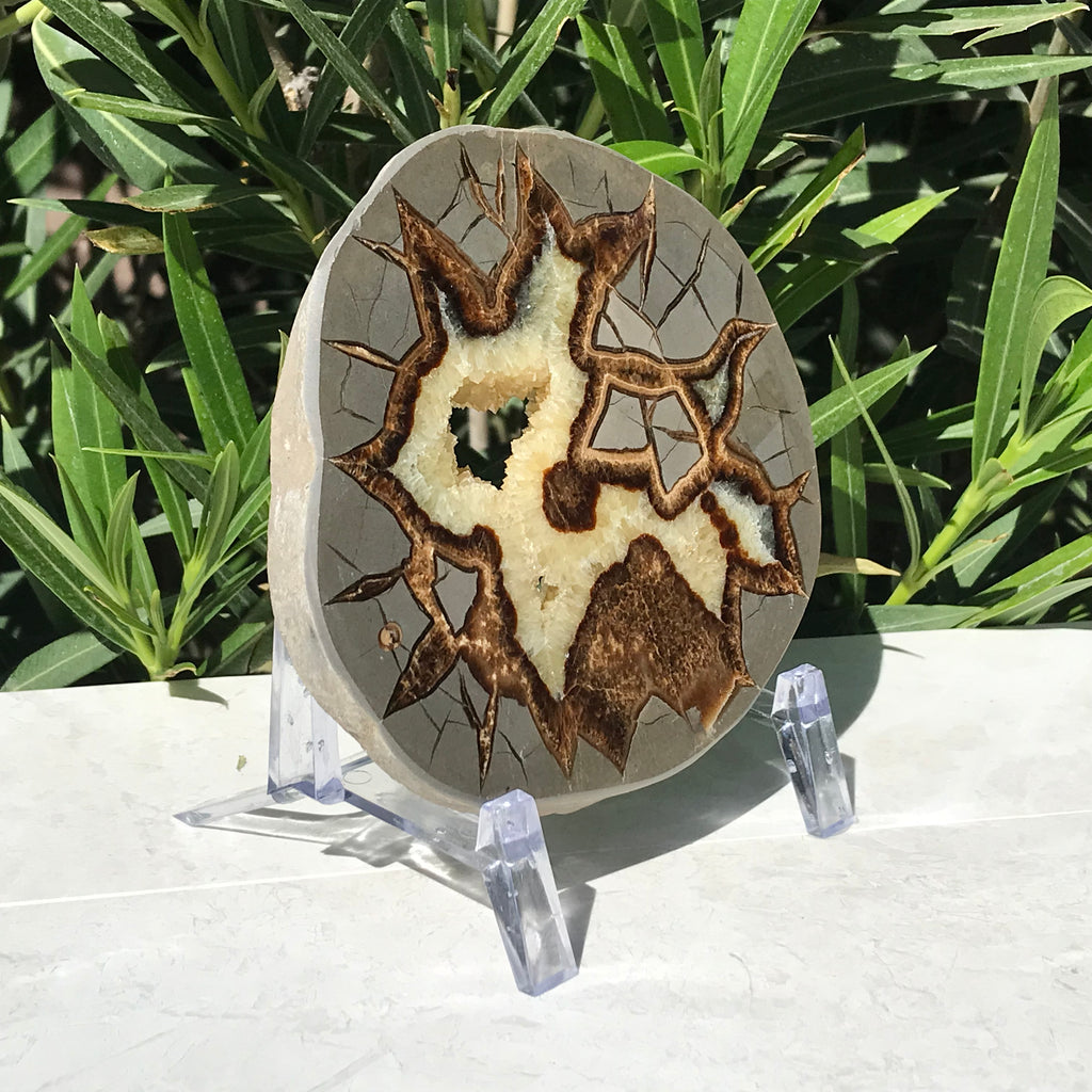 Detailed Septarian Slab