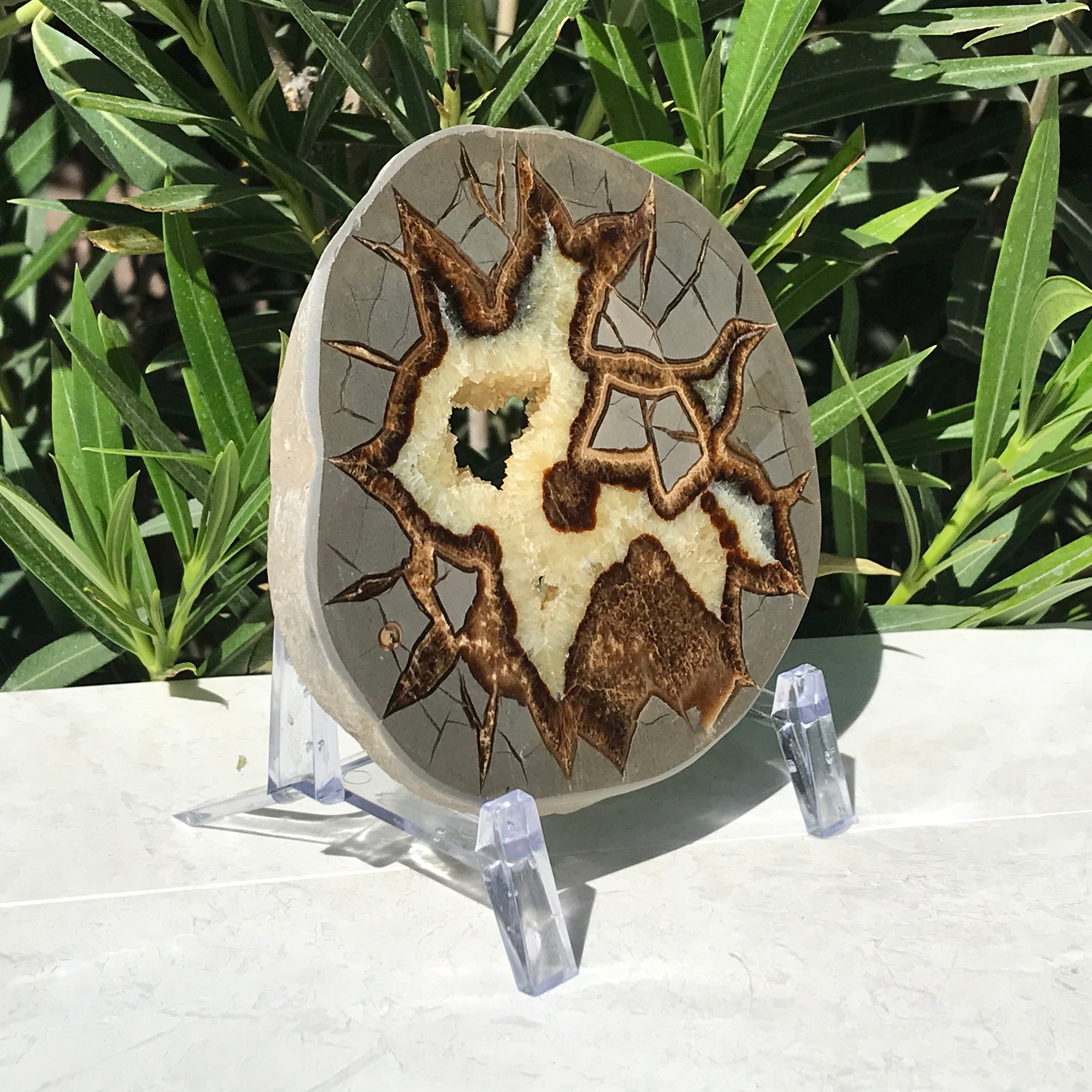 Detailed Septarian Slab