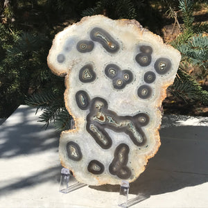 Multitude of Eyes Agate Slice