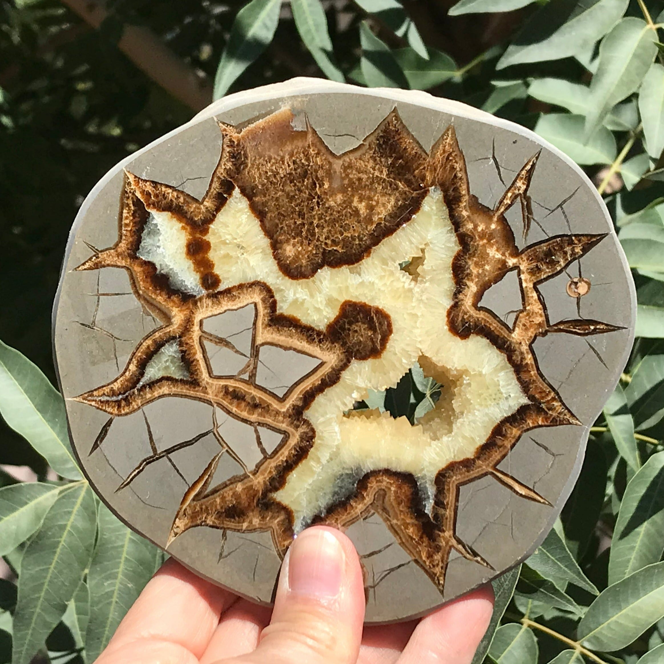 Detailed Septarian Slab