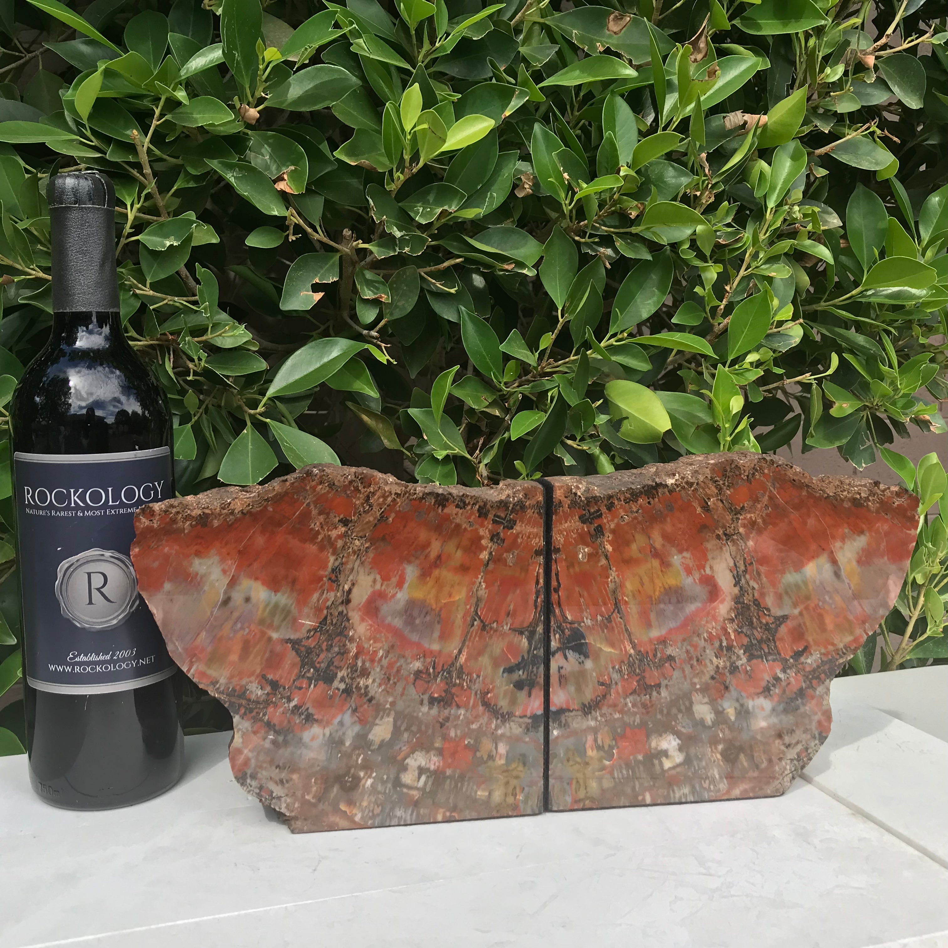 Arizona Rainbow Petrified Wood Bookends