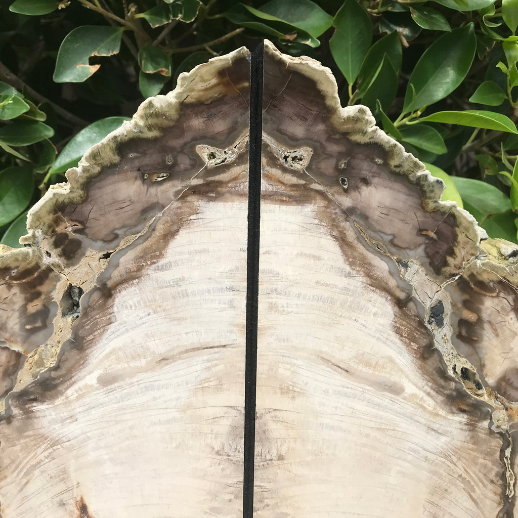 Petrified Cypress Wood Bookends