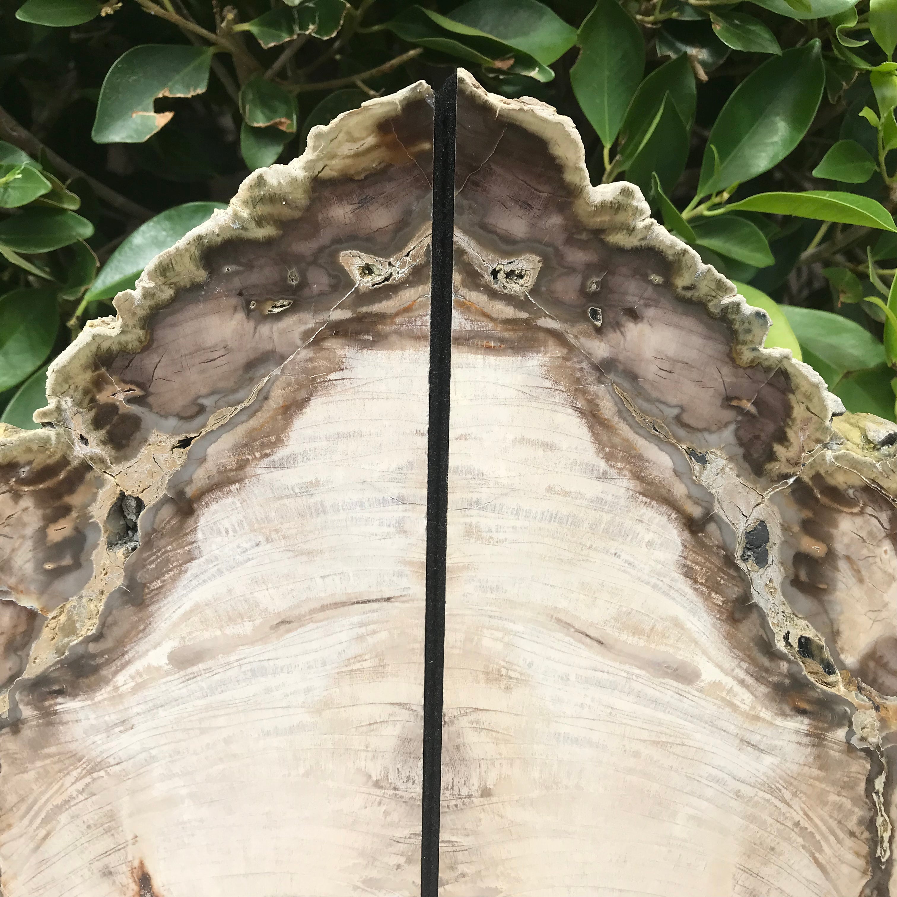 Petrified Cypress Wood Bookends