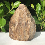 Elko Striated Petrified Wood