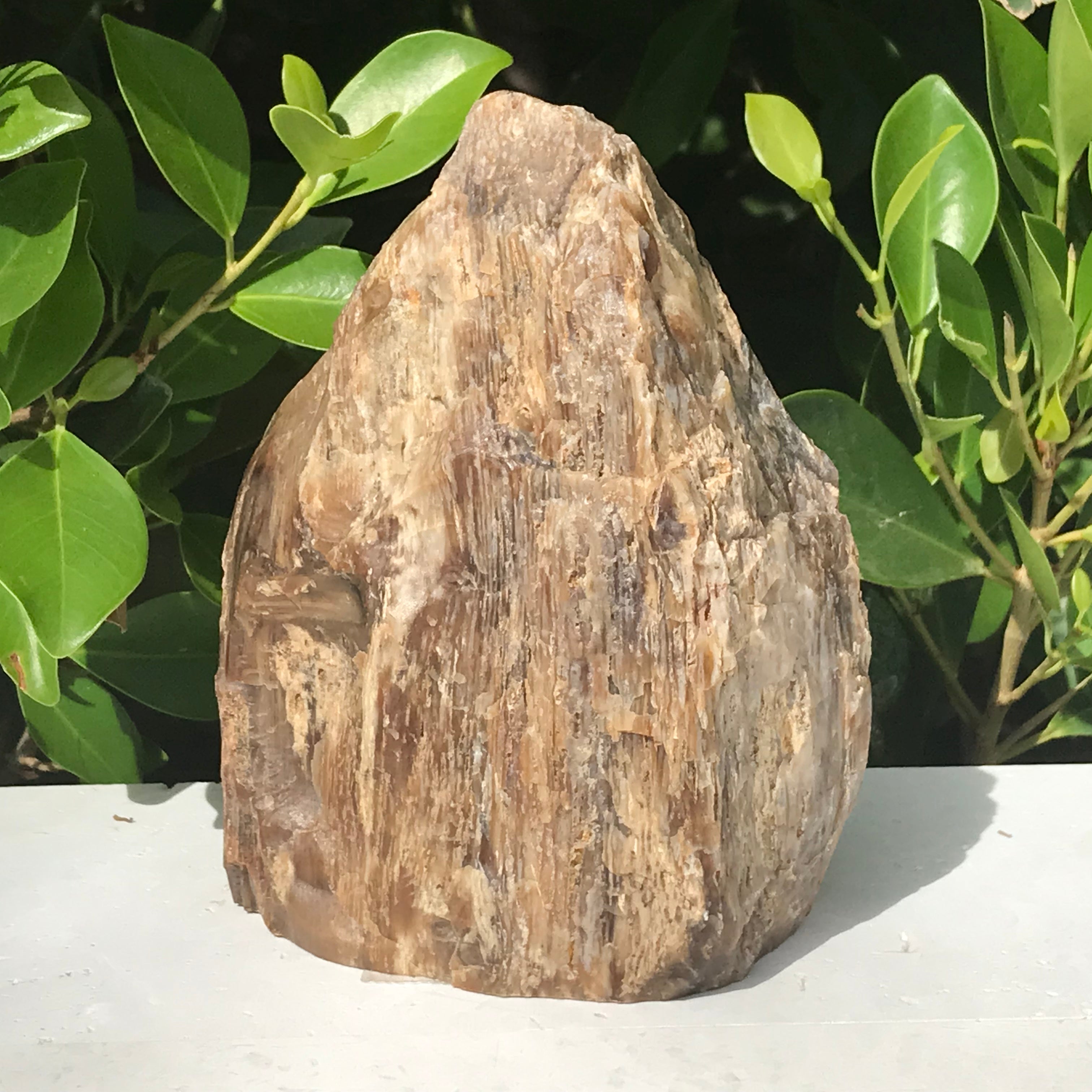 Elko Striated Petrified Wood