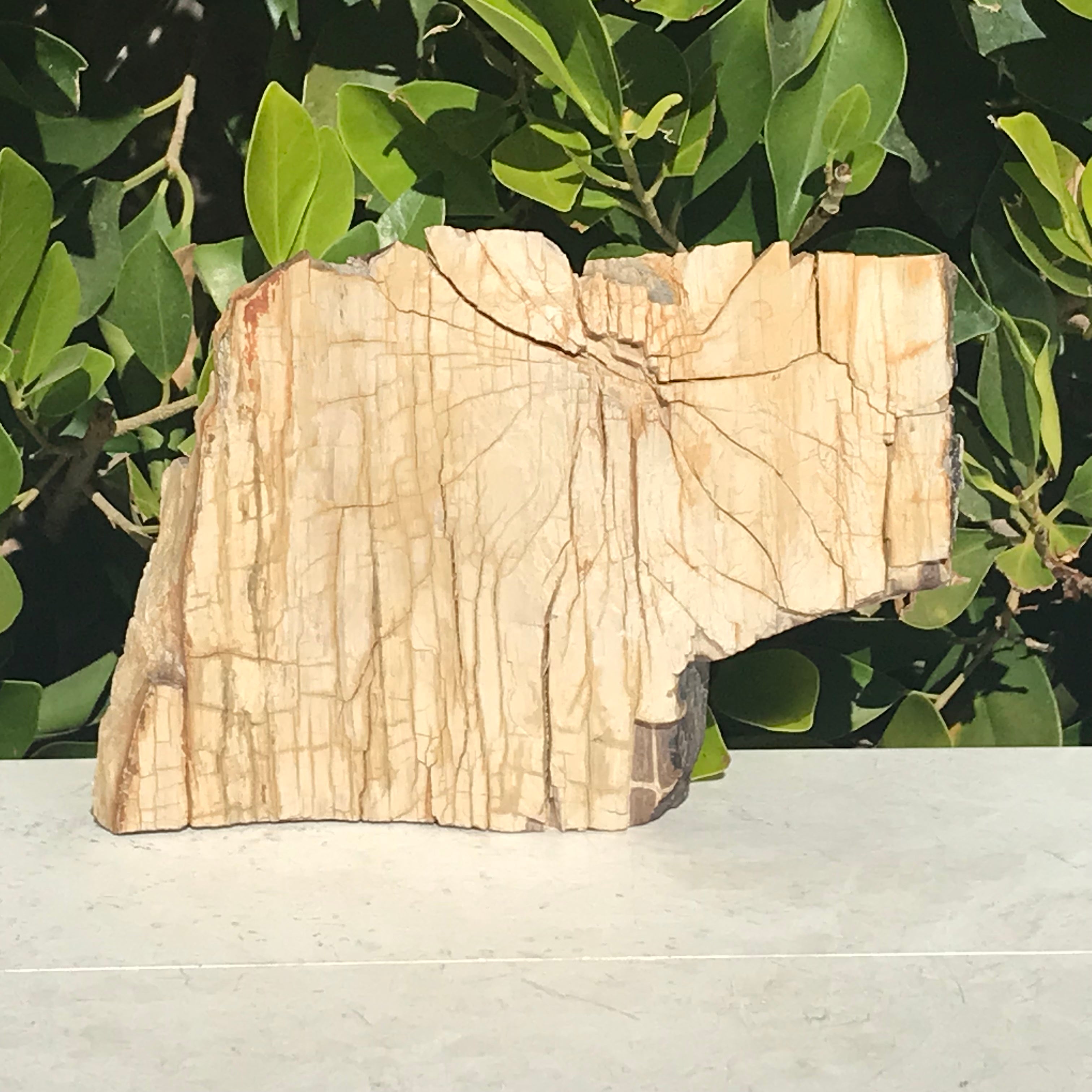Hubbard Petrified Wood Slab