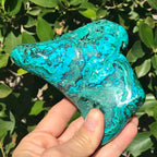 Hues of Turquoise and Green Malachite/Chrysocolla Nodule