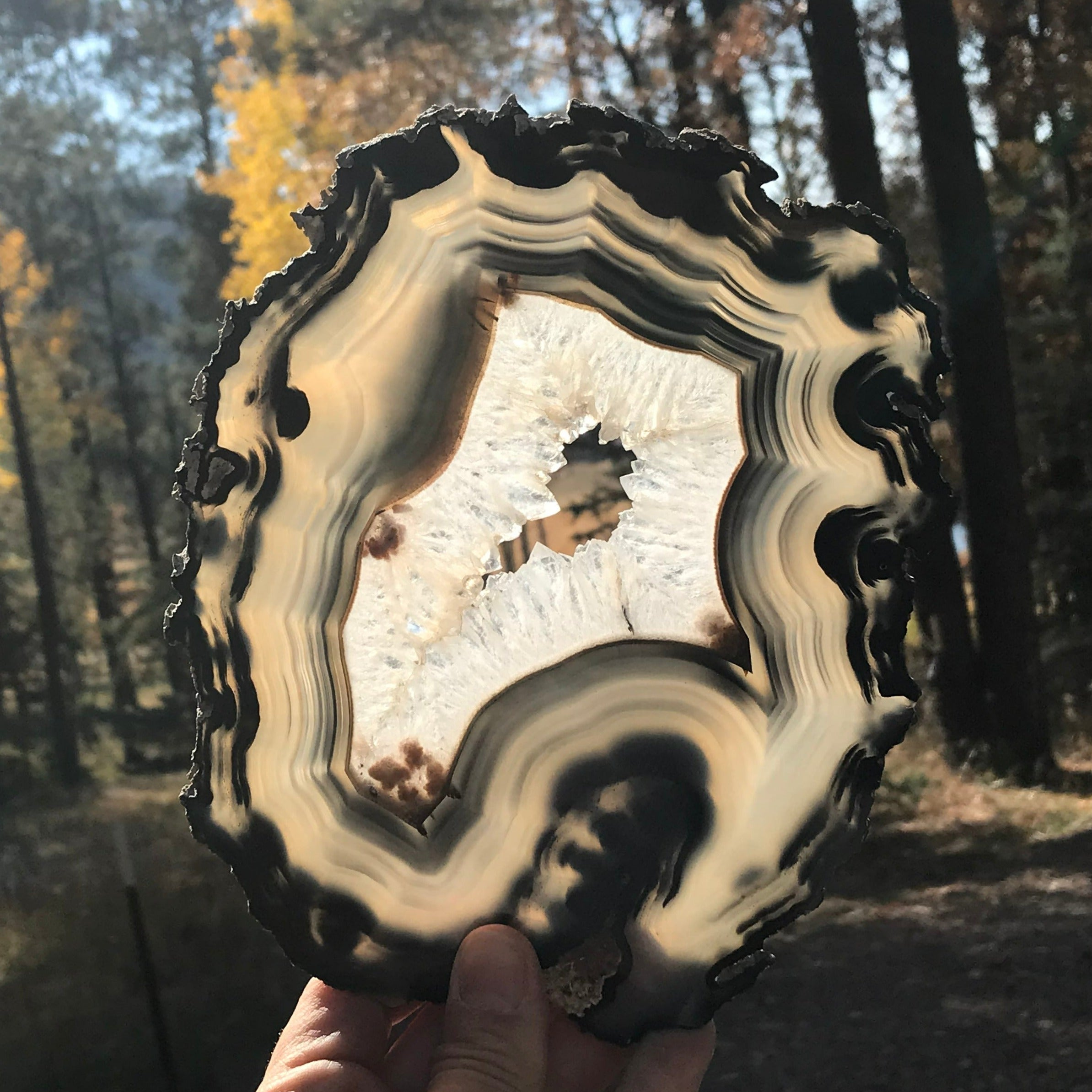 Bold Banded Agate Slice