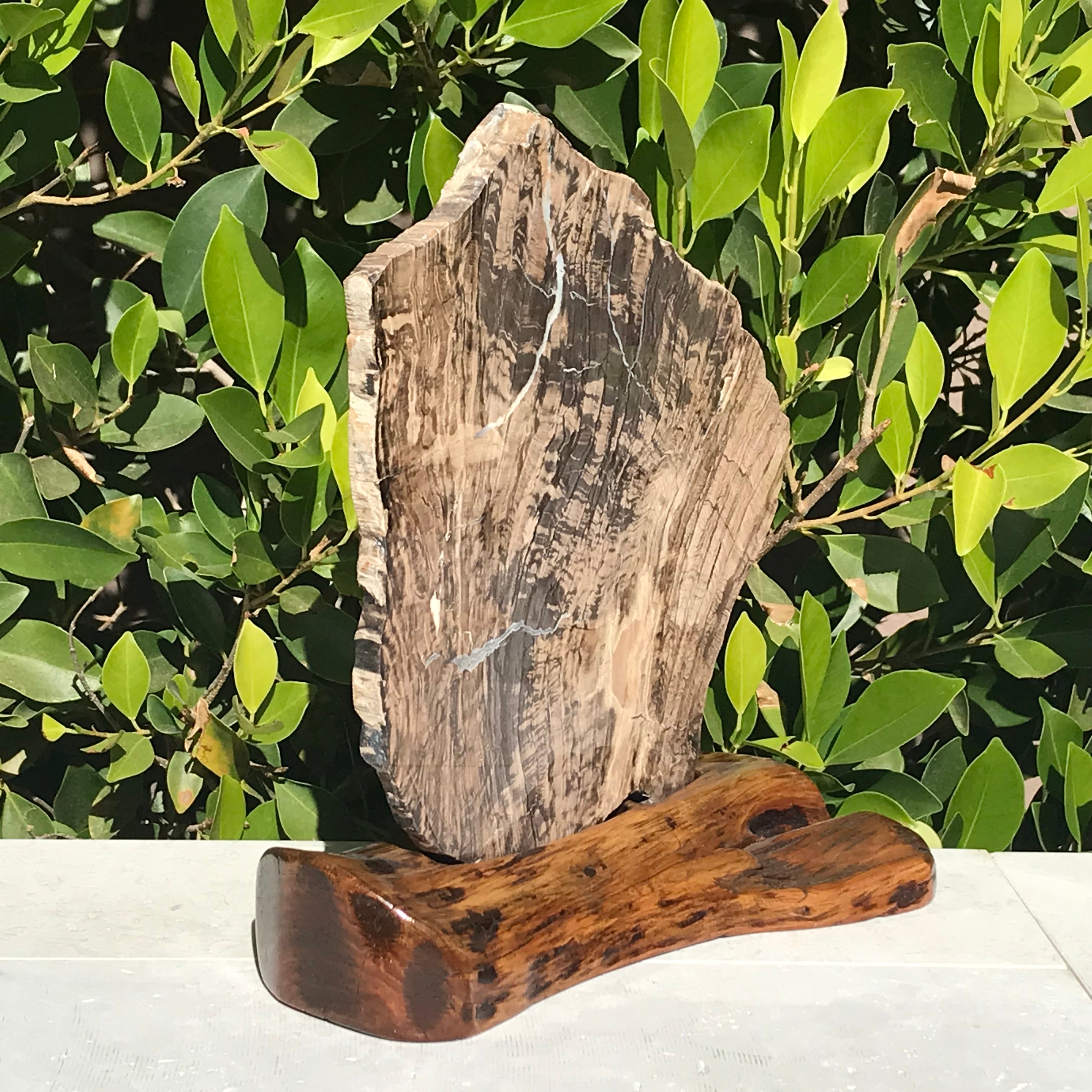 Petrified Wood Slab