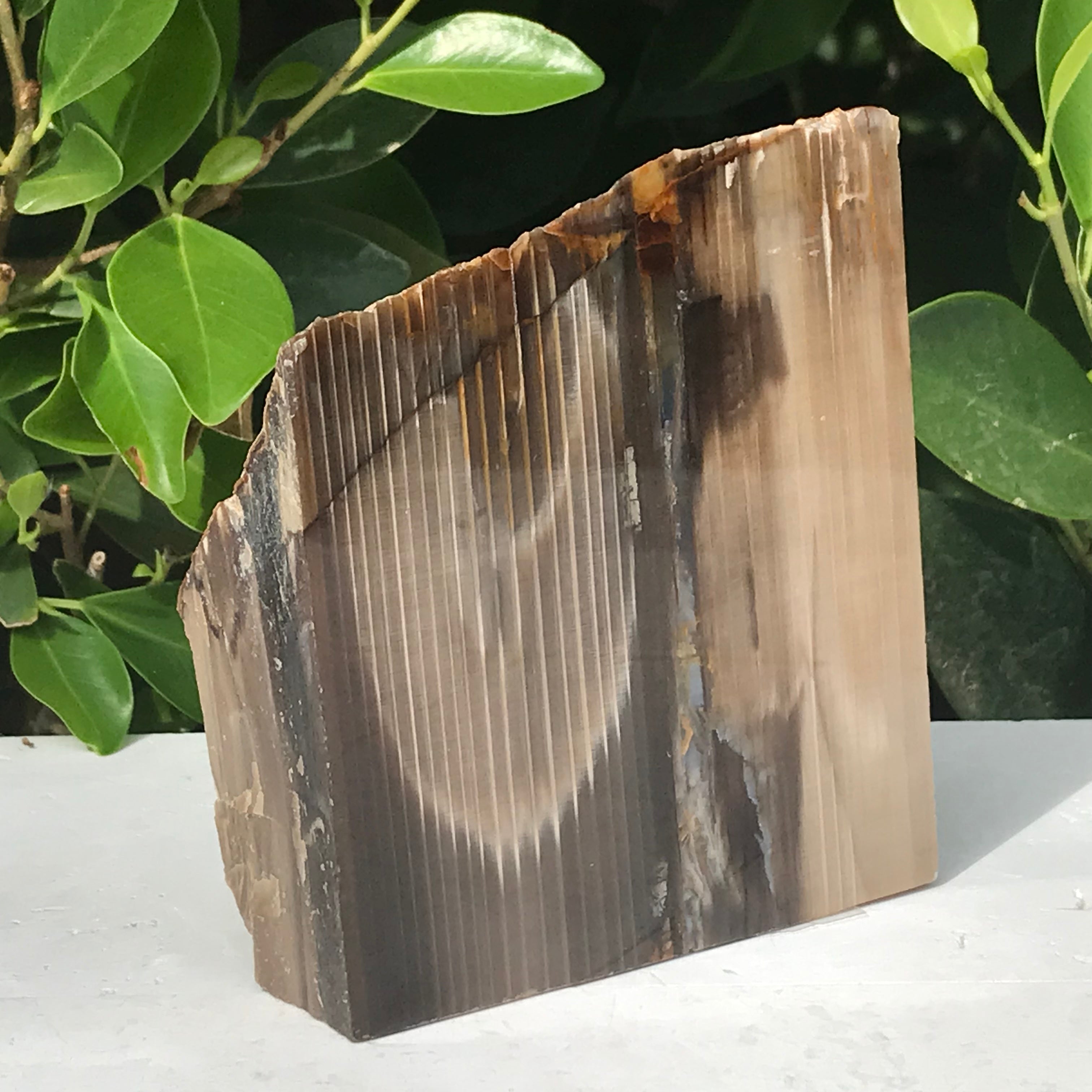 Super Striated Petrified Wood Freeform