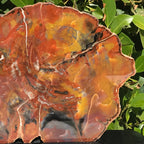 Arizona Rainbow Petrified Wood Slab