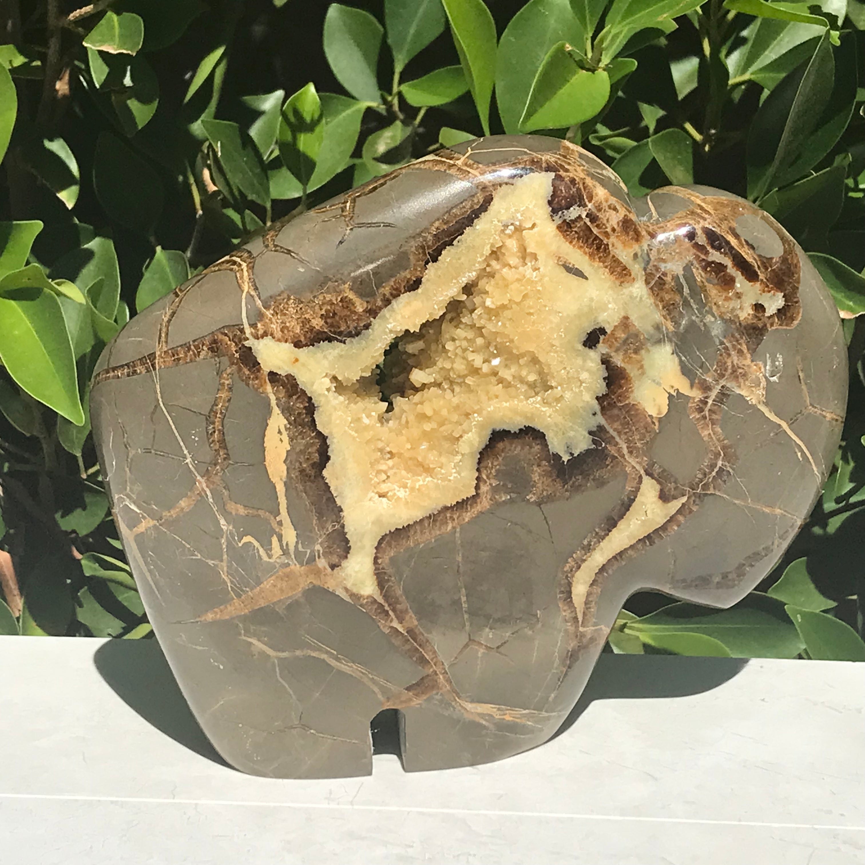 Septarian Buffalo