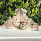 Petrified Cypress Wood Bookends