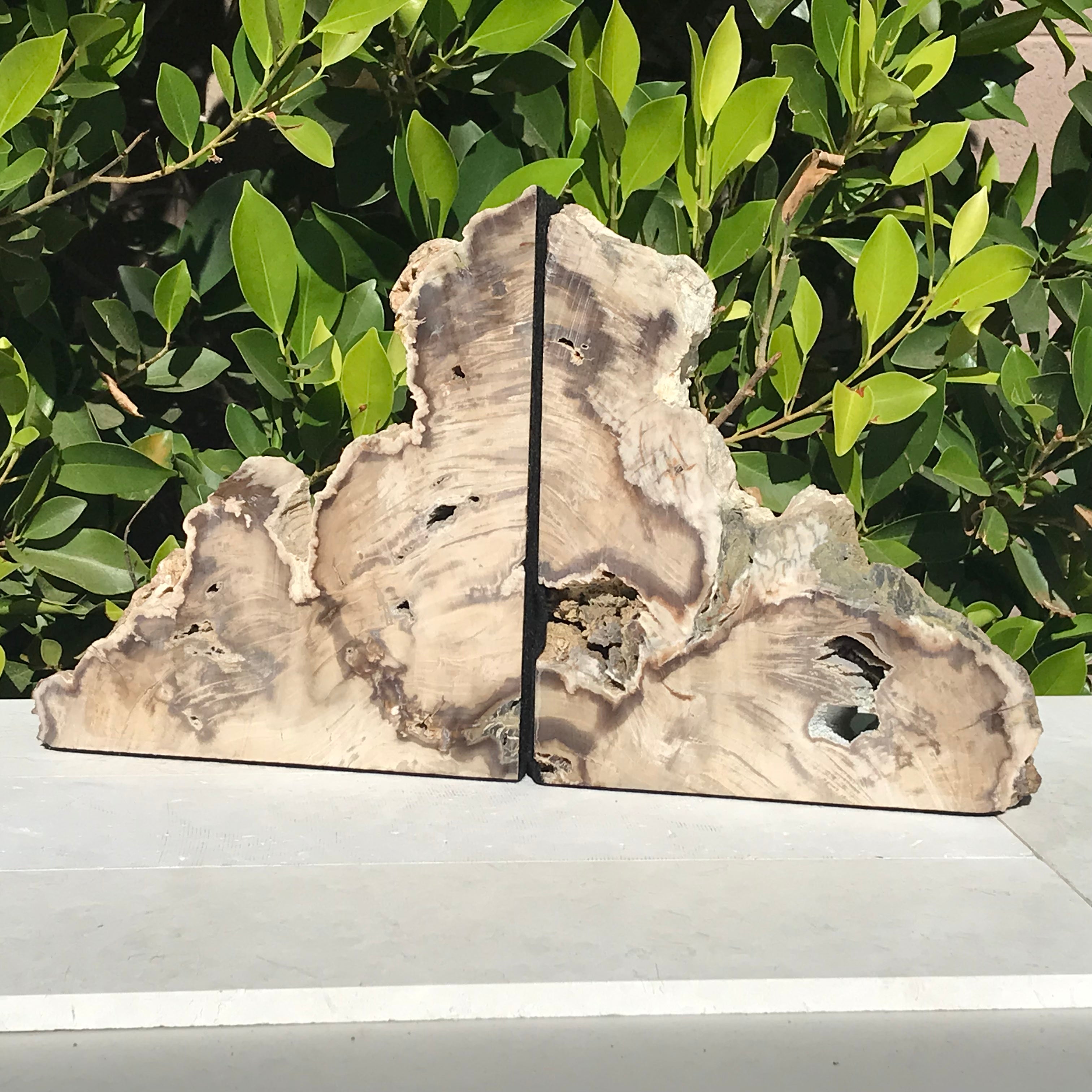 Petrified Cypress Wood Bookends