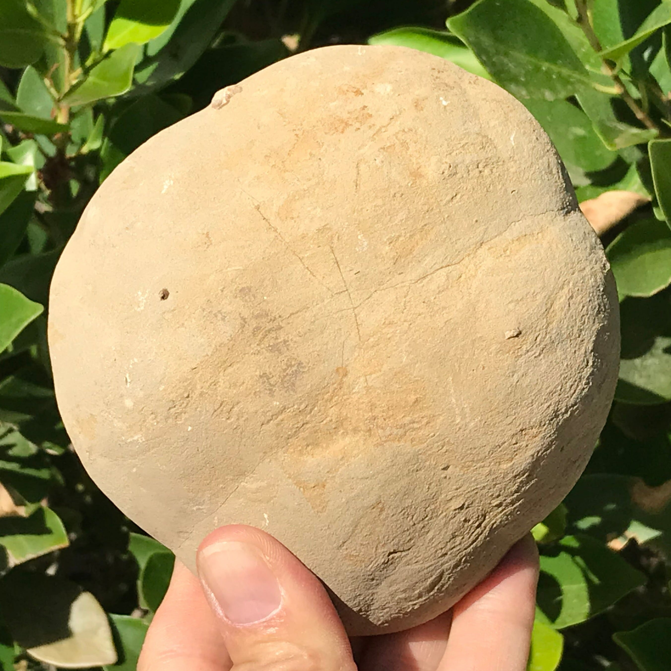 Crystal Filled Septarian Geode