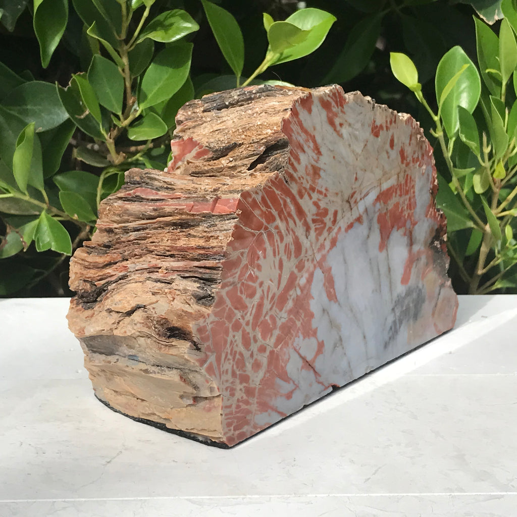 Bark Edged Petrified Wood