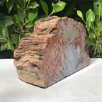Bark Edged Petrified Wood