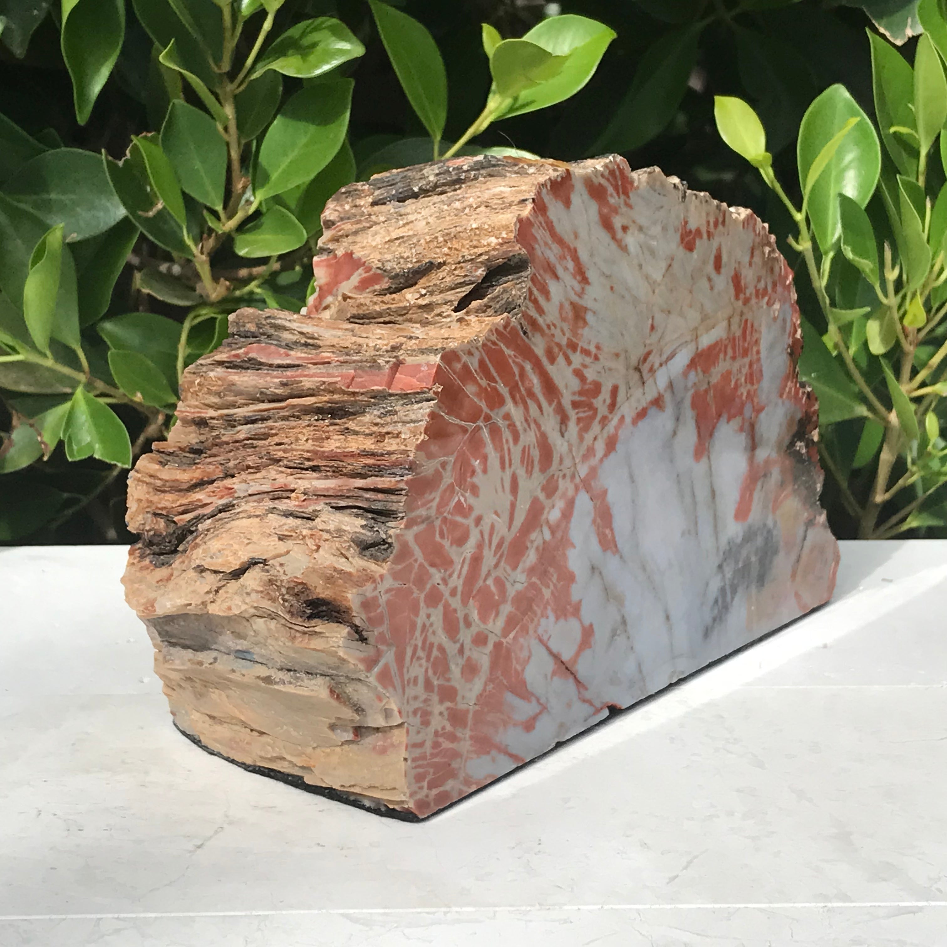 Bark Edged Petrified Wood