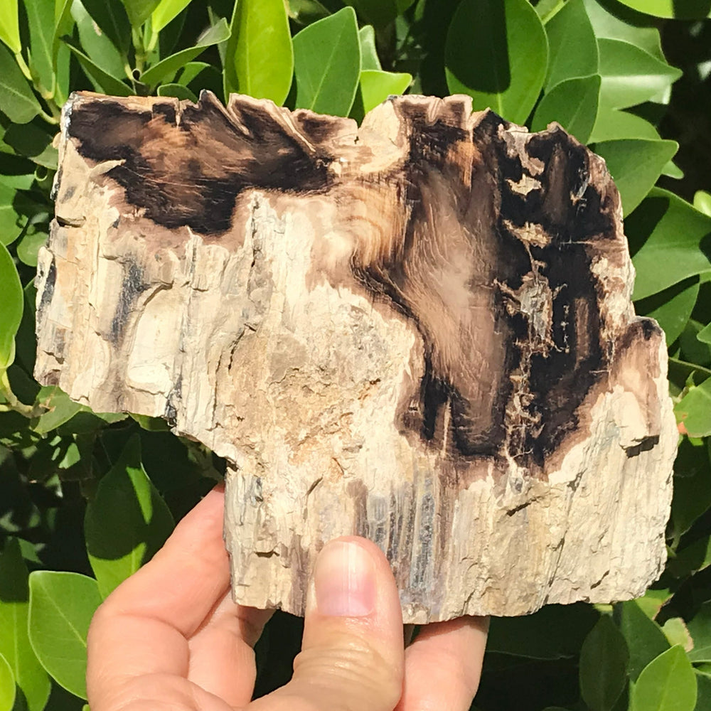 Hubbard Petrified Wood Slab