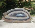 Gleaming Translucency Brazilian Agate Slice