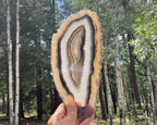 Gleaming Translucency Brazilian Agate Slice