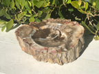 Bark Edged Petrified Wood Bowl