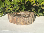 Bark Edged Petrified Wood Bowl