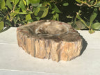 Bark Edged Petrified Wood Bowl