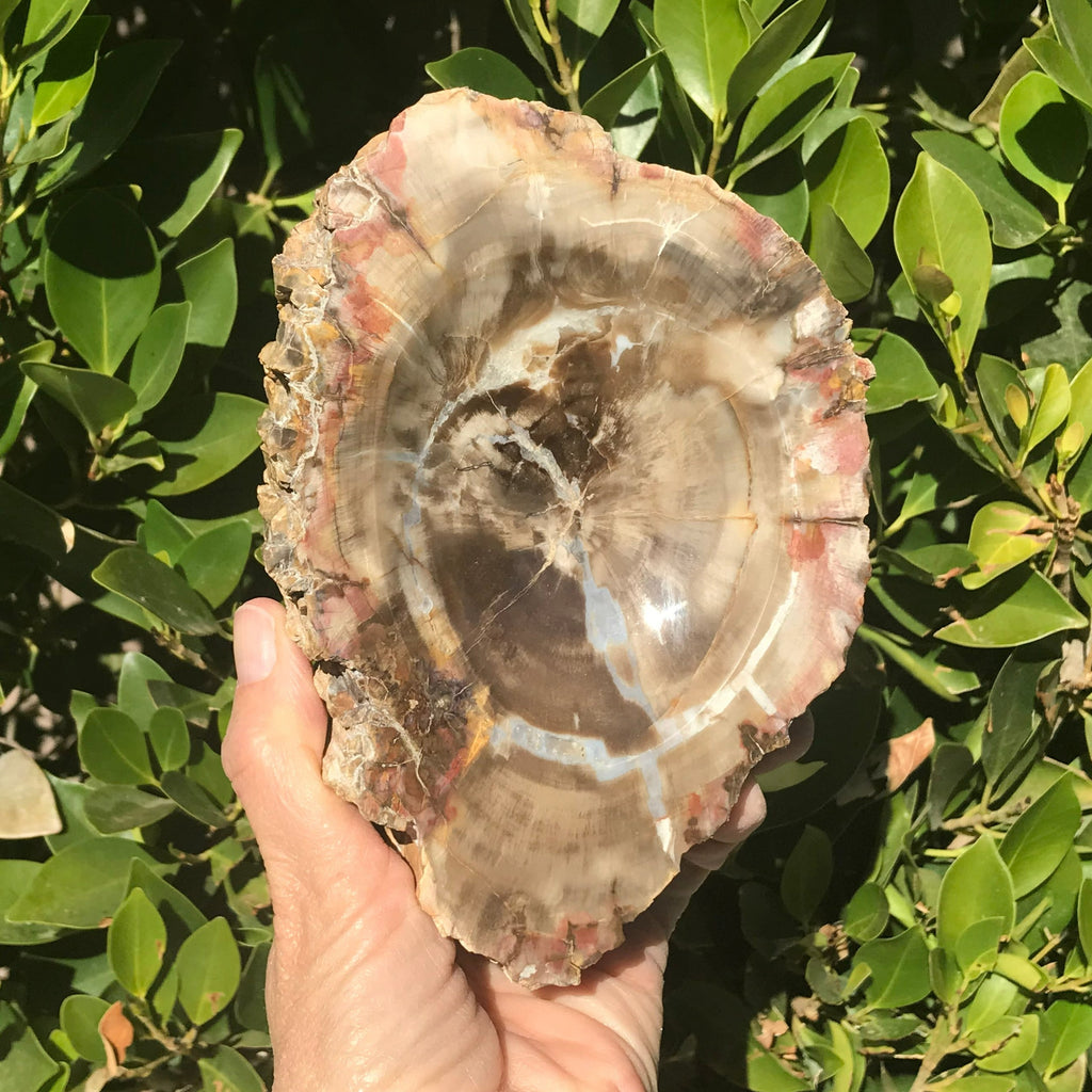 Bark Edged Petrified Wood Bowl