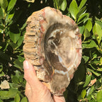 Bark Edged Petrified Wood Bowl