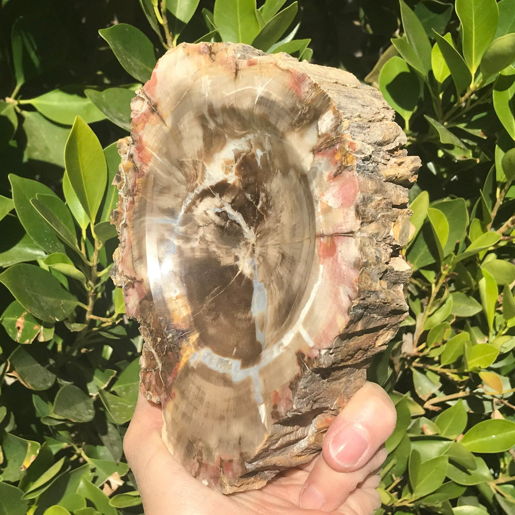 Bark Edged Petrified Wood Bowl