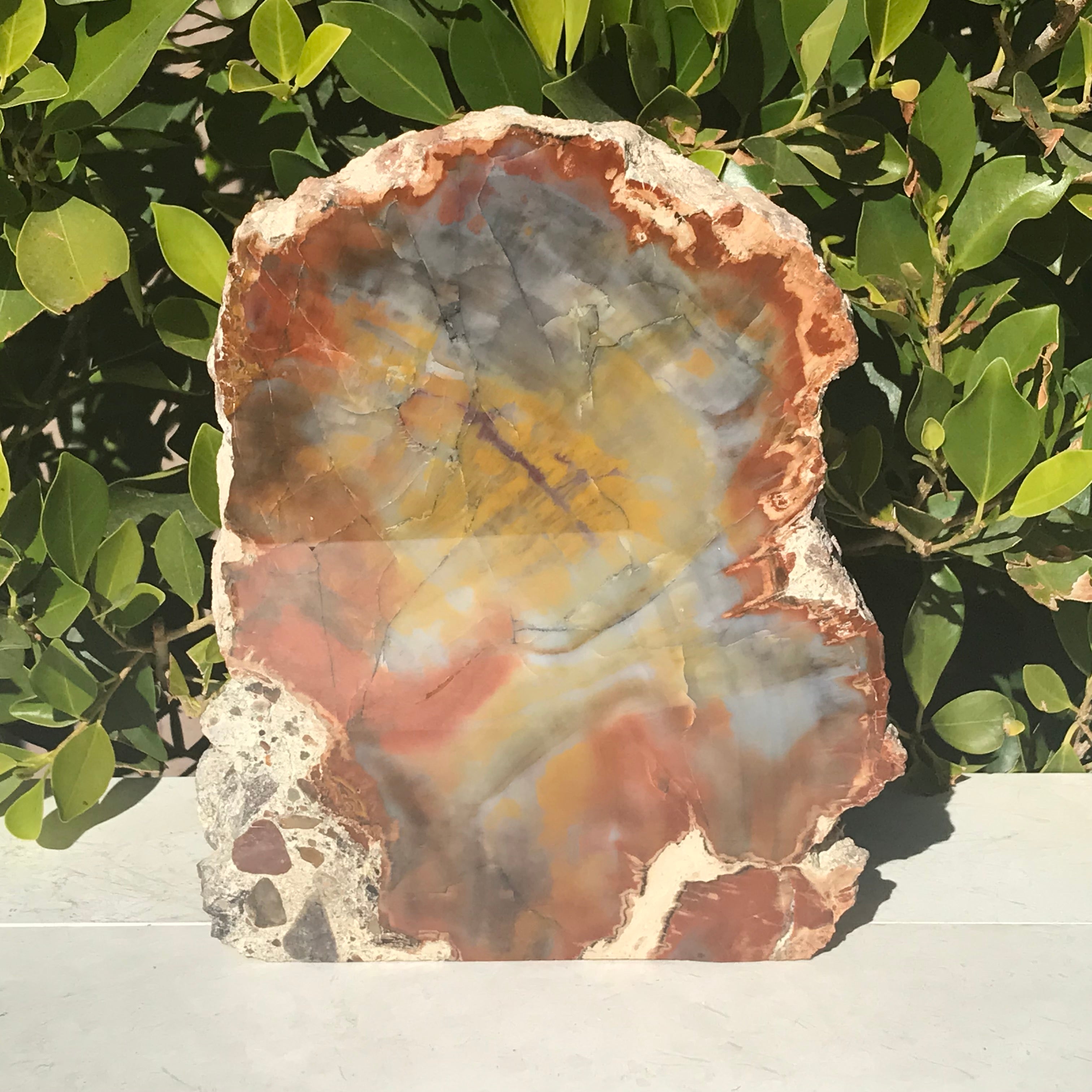Prismatic Rainbow Petrified Wood Slab.