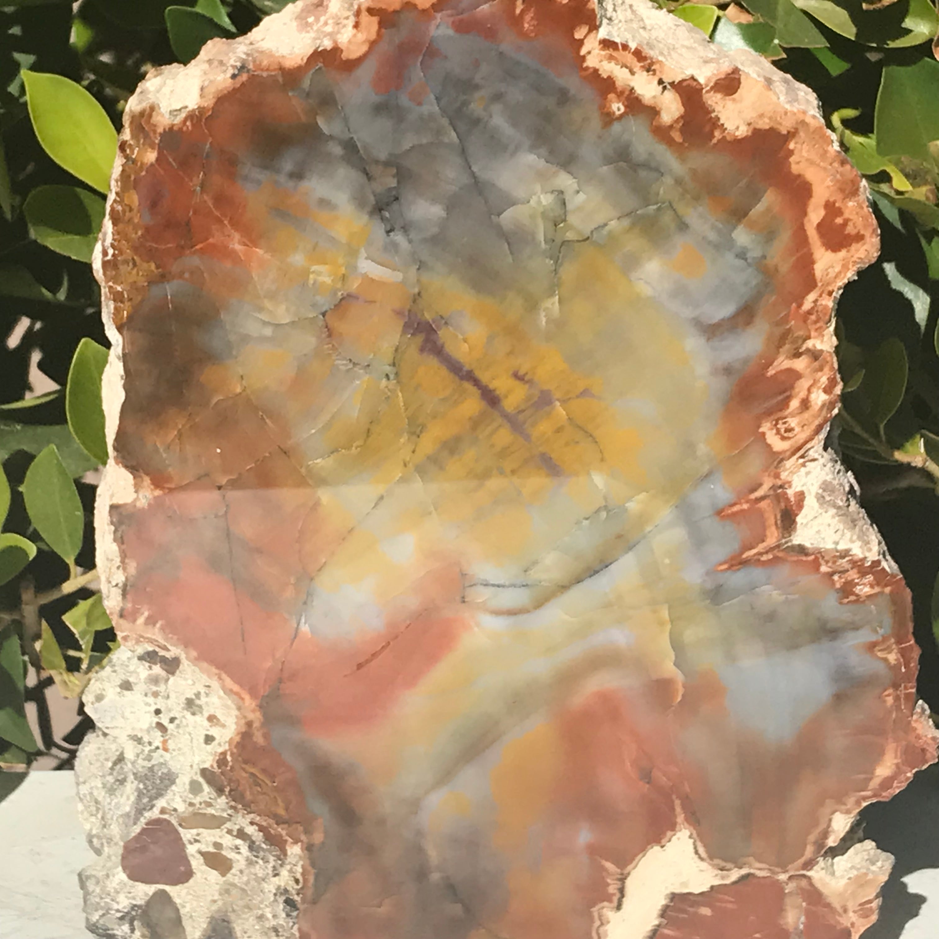 Prismatic Rainbow Petrified Wood Slab.