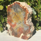 Prismatic Rainbow Petrified Wood Slab.