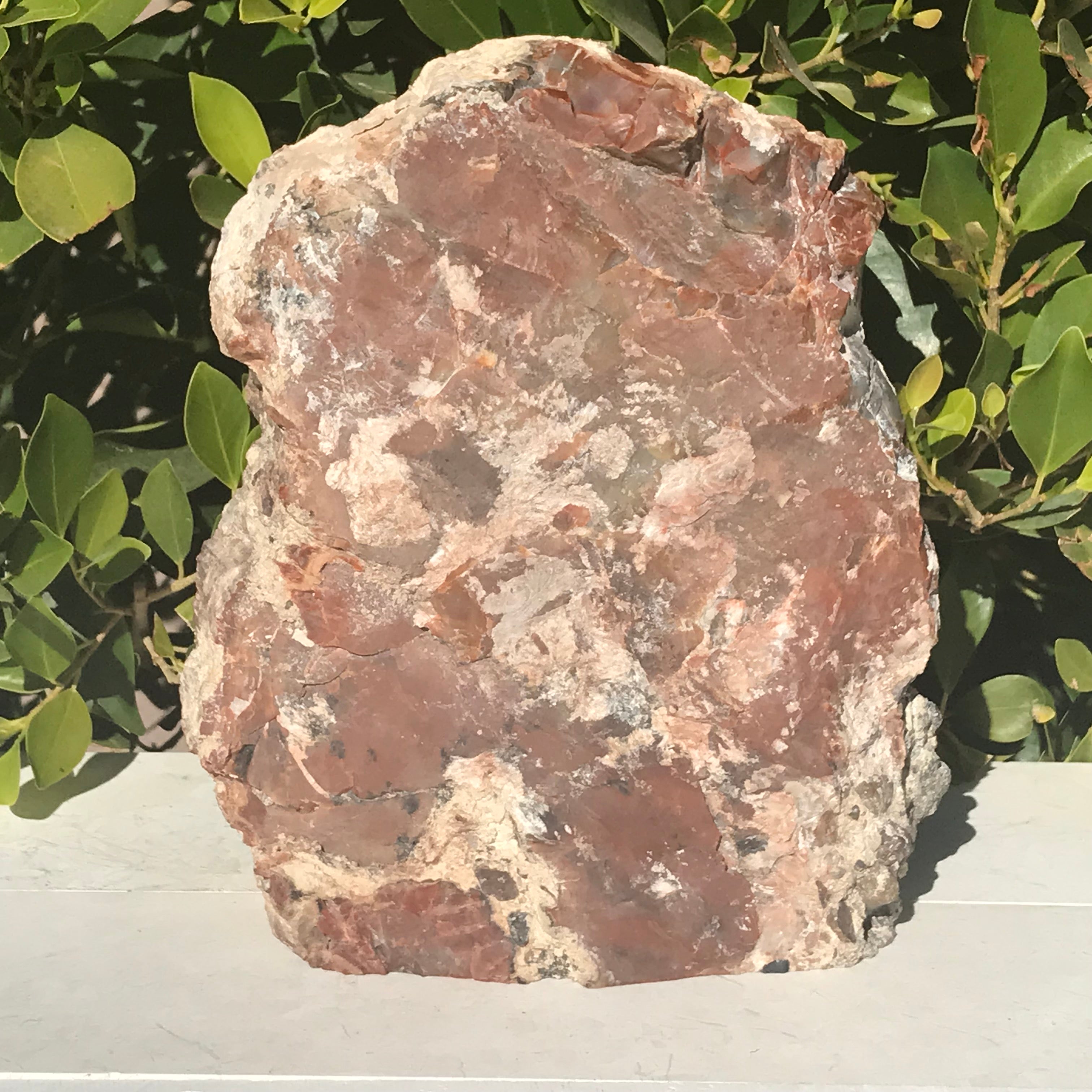 Prismatic Rainbow Petrified Wood Slab.