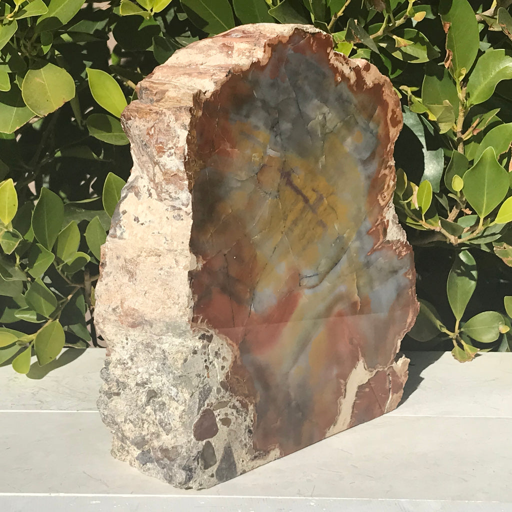 Prismatic Rainbow Petrified Wood Slab.